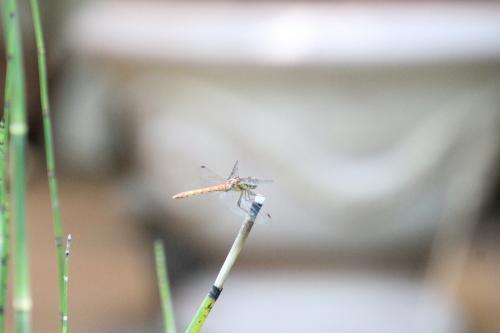 Sympetrum striolatum
